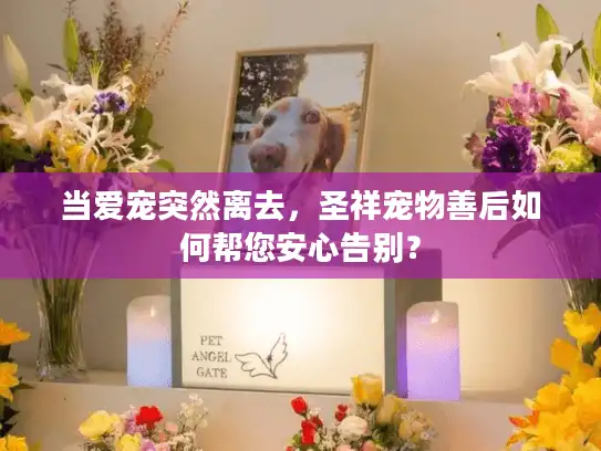 当爱宠突然离去,圣祥宠物善后如何帮您安心告别? 当爱宠突然离去,圣祥宠物善后如何帮您安心告别?