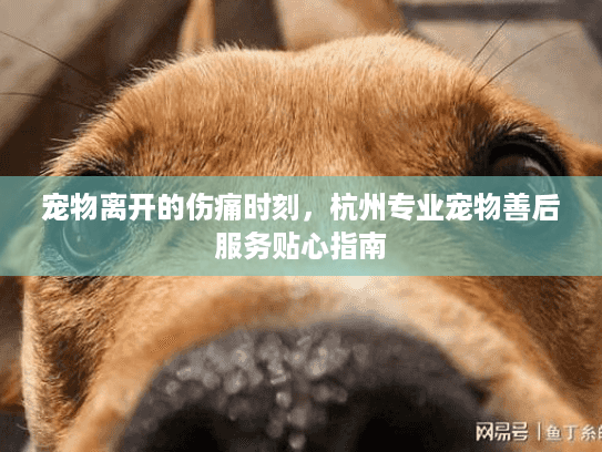 宠物离开的伤痛时刻，杭州专业宠物善后服务贴心指南