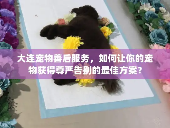 大连宠物善后服务，如何让你的宠物获得尊严告别的最佳方案？