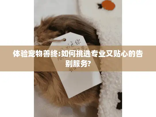 体验宠物善终:如何挑选专业又贴心的告别服务?
