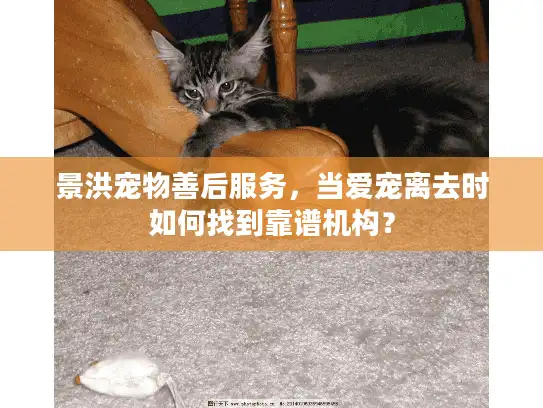 景洪宠物善后服务，当爱宠离去时如何找到靠谱机构？