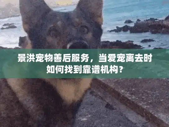 景洪宠物善后服务，当爱宠离去时如何找到靠谱机构？