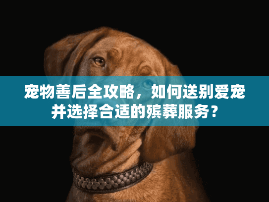 宠物善后全攻略,如何送别爱宠并选择合适的殡葬服务? 宠物善后全攻略,如何送别爱宠并选择合适的殡葬服务?