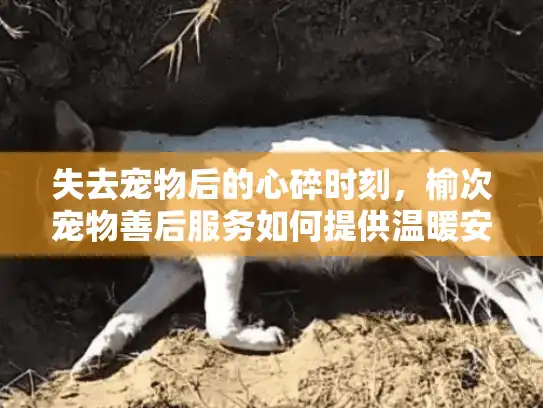 失去宠物后的心碎时刻,榆次宠物善后服务如何提供温暖安息? 失去宠物后的心碎时刻,榆次宠物善后服务如何提供温暖安息?