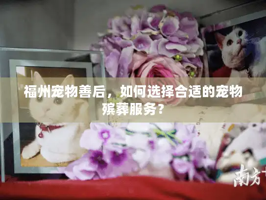 福州宠物善后,如何选择合适的宠物殡葬服务? 福州宠物善后,如何选择合适的宠物殡葬服务?