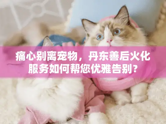 痛心别离宠物，丹东善后火化服务如何帮您优雅告别？