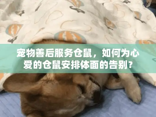 宠物善后服务仓鼠，如何为心爱的仓鼠安排体面的告别？