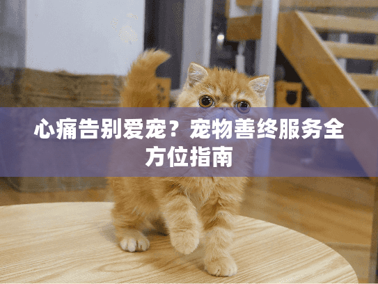 心痛告别爱宠?宠物善终服务全方位指南 心痛告别爱宠?宠物善终服务全方位指南