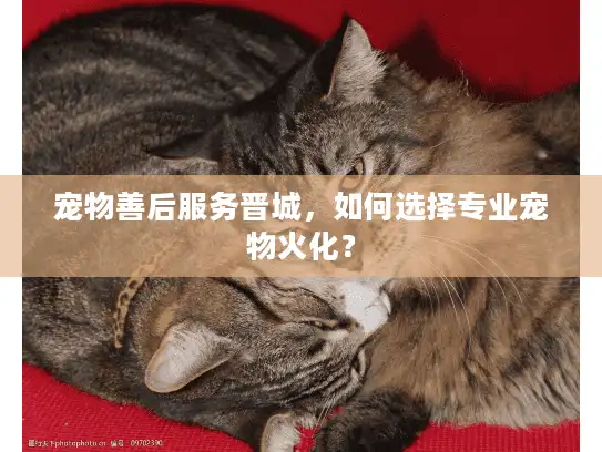宠物善后服务晋城，如何选择专业宠物火化？