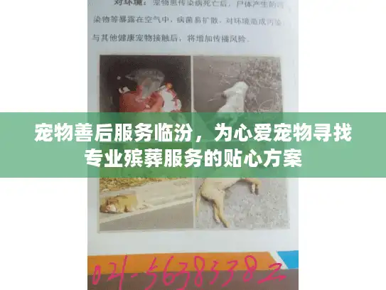 宠物善后服务临汾，为心爱宠物寻找专业殡葬服务的贴心方案