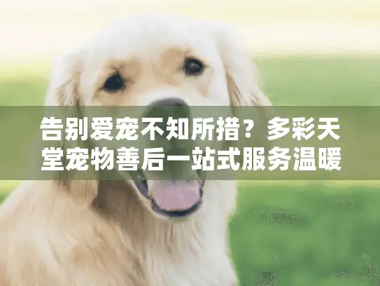 告别爱宠不知所措？多彩天堂宠物善后一站式服务温暖解忧