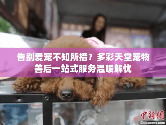 告别爱宠不知所措？多彩天堂宠物善后一站式服务温暖解忧