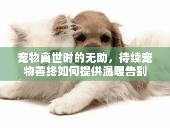宠物离世时的无助，待续宠物善终如何提供温暖告别