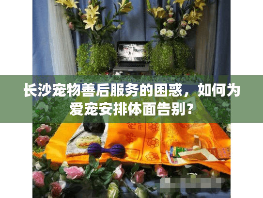 长沙宠物善后服务的困惑，如何为爱宠安排体面告别？