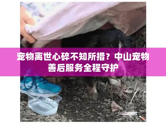 宠物离世心碎不知所措？中山宠物善后服务全程守护