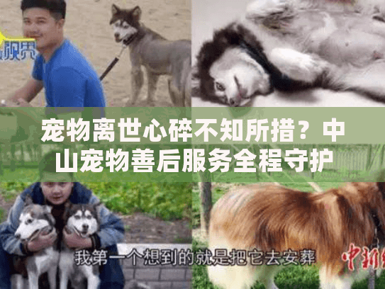 宠物离世心碎不知所措？中山宠物善后服务全程守护