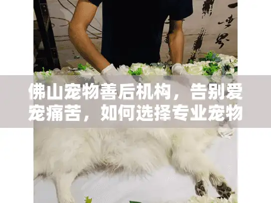 佛山宠物善后机构，告别爱宠痛苦，如何选择专业宠物殡葬服务？