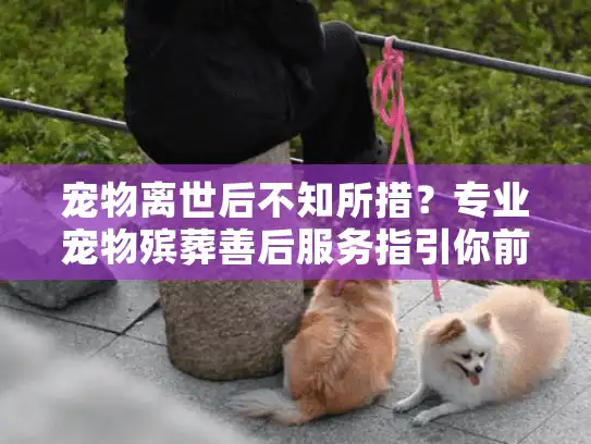 宠物离世后不知所措？专业宠物殡葬善后服务指引你前行