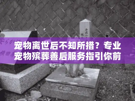 宠物离世后不知所措？专业宠物殡葬善后服务指引你前行