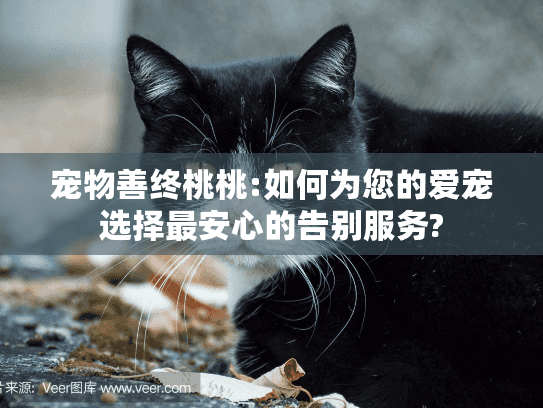 宠物善终桃桃:如何为您的爱宠选择最安心的告别服务?