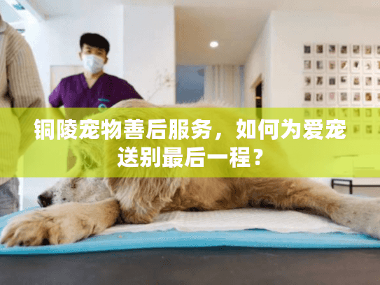 铜陵宠物善后服务，如何为爱宠送别最后一程？