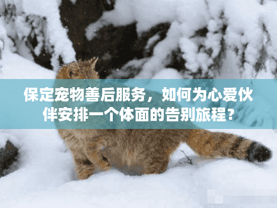 保定宠物善后服务，如何为心爱伙伴安排一个体面的告别旅程？