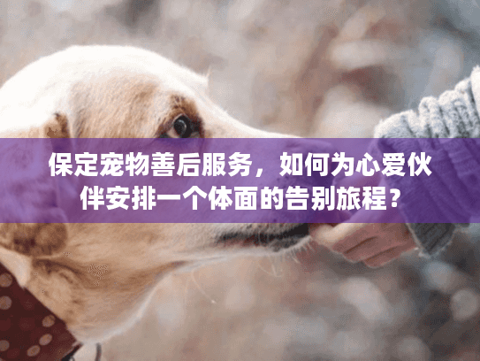 保定宠物善后服务，如何为心爱伙伴安排一个体面的告别旅程？