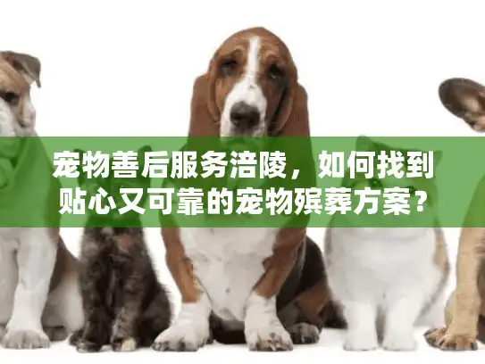 宠物善后服务涪陵，如何找到贴心又可靠的宠物殡葬方案？