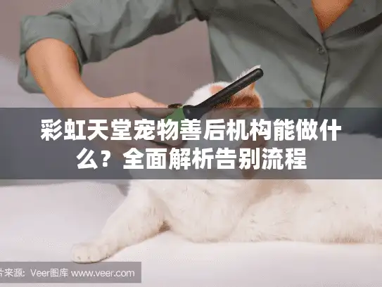 彩虹天堂宠物善后机构能做什么？全面解析告别流程