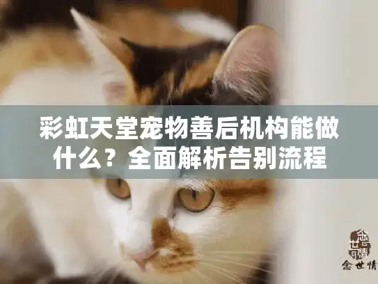 彩虹天堂宠物善后机构能做什么？全面解析告别流程