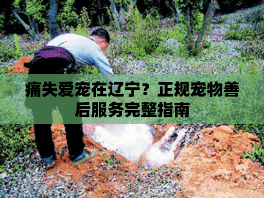 痛失爱宠在辽宁?正规宠物善后服务完整指南 痛失爱宠在辽宁?正规宠物善后服务完整指南