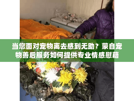 当您面对宠物离去感到无助？蒙自宠物善后服务如何提供专业情感慰藉