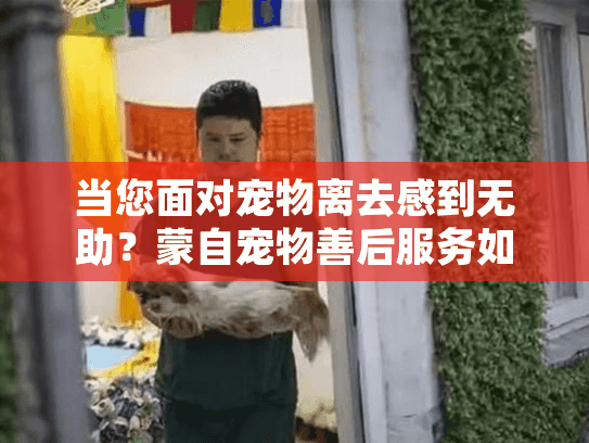 当您面对宠物离去感到无助？蒙自宠物善后服务如何提供专业情感慰藉