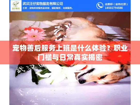 宠物善后服务上班是什么体验？职业门槛与日常真实揭密