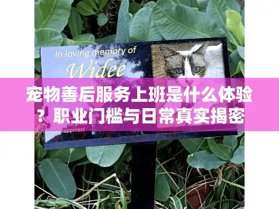 宠物善后服务上班是什么体验？职业门槛与日常真实揭密