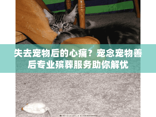 失去宠物后的心痛？宠念宠物善后专业殡葬服务助你解忧