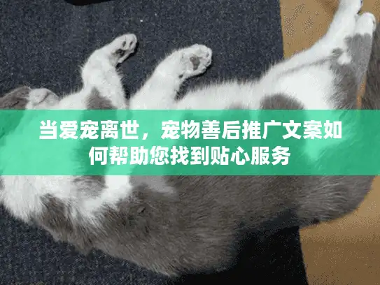 当爱宠离世,宠物善后推广文案如何帮助您找到贴心服务 当爱宠离世,宠物善后推广文案如何帮助您找到贴心服务