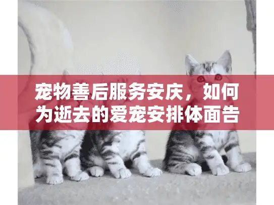 宠物善后服务安庆，如何为逝去的爱宠安排体面告别？