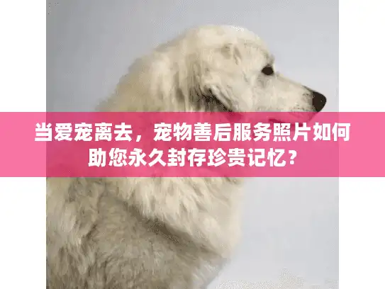 当爱宠离去，宠物善后服务照片如何助您永久封存珍贵记忆？