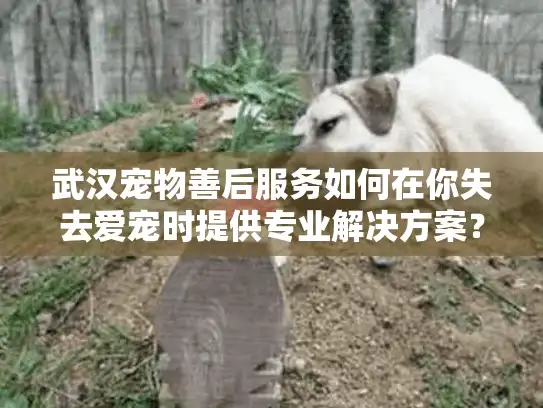 武汉宠物善后服务如何在你失去爱宠时提供专业解决方案？