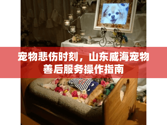 宠物悲伤时刻，山东威海宠物善后服务操作指南