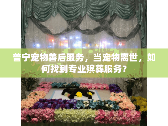 普宁宠物善后服务，当宠物离世，如何找到专业殡葬服务？