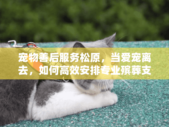 宠物善后服务松原，当爱宠离去，如何高效安排专业殡葬支持？