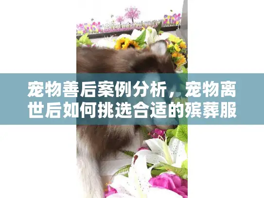 宠物善后案例分析,宠物离世后如何挑选合适的殡葬服务? 宠物善后案例分析,宠物离世后如何挑选合适的殡葬服务?