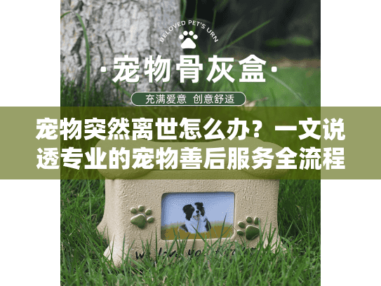 宠物突然离世怎么办？一文说透专业的宠物善后服务全流程