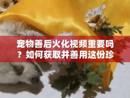 宠物善后火化视频重要吗？如何获取并善用这份珍贵记忆
