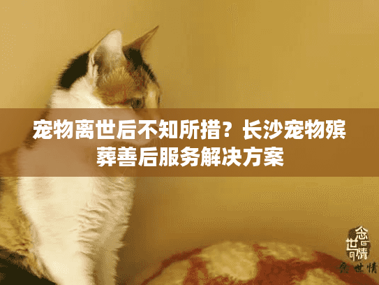 宠物离世后不知所措?长沙宠物殡葬善后服务解决方案 宠物离世后不知所措?长沙宠物殡葬善后服务解决方案