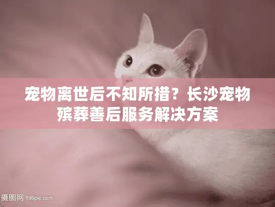 宠物离世后不知所措?长沙宠物殡葬善后服务解决方案 宠物离世后不知所措?长沙宠物殡葬善后服务解决方案