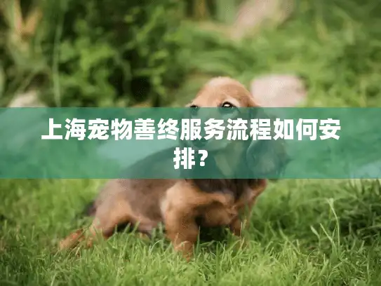 上海宠物善终服务流程如何安排？