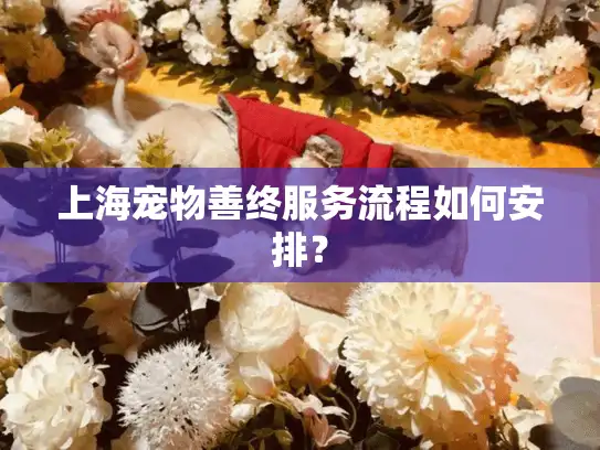 上海宠物善终服务流程如何安排？